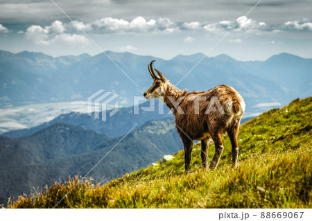 Tatra chamois on the hill of Low Tatrs mountains at Slovakia 88669067