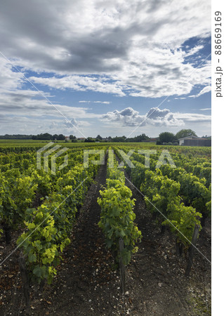 Typical vineyards near Saint-Julien-Beychevelle, Bordeaux, Aquitaine, France 88669169