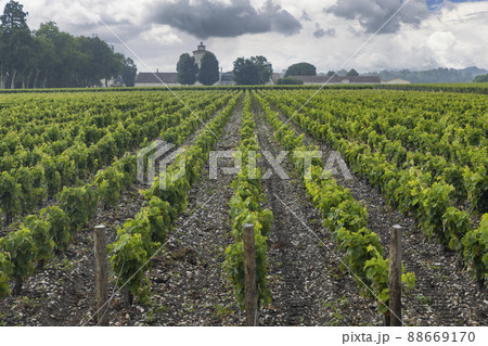 Typical vineyards near Chateau Lagrange, Bordeaux, Aquitaine, France 88669170