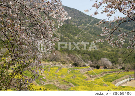 風景 菜の花 山 88669400