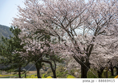 風景 桜 植物 88669415