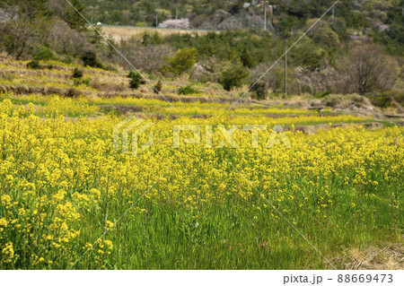 風景 菜の花 山 88669473