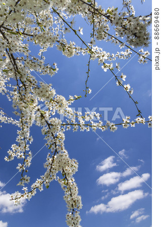 white flowering tree against the blue sky white flowering tree against the blue sky 88669480