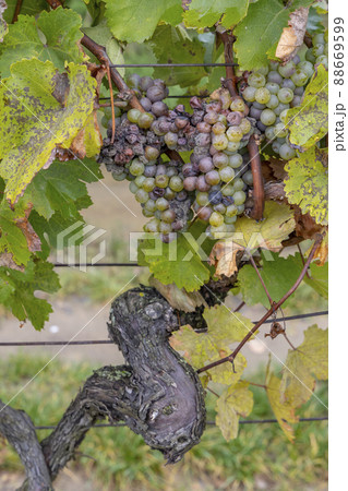 white grapes infested with rot and mold 88669599