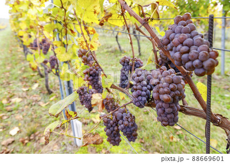 Grapes in autumn vineyard, Southern Moravia, Czech Republic 88669601