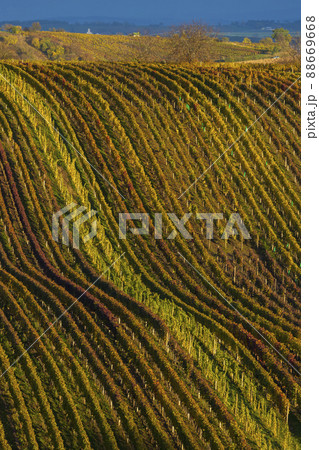 Autumn vineyard near Cejkovice, Southern Moravia, Czech Republic 88669668