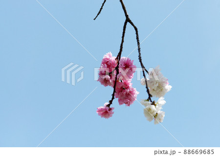 白とピンクの花桃 白とピンクの花桃 88669685