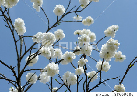 白い花桃 白い花桃 88669686