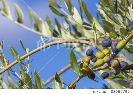 Tuscan olive tree, olives in various stages of ripening, soft focus background 88669799