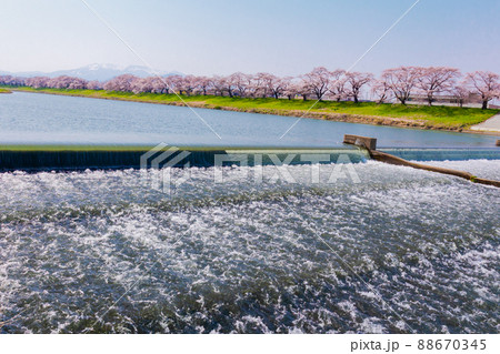 白石川堤一目千本桜1 88670345