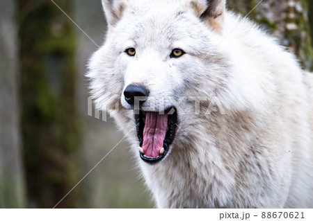 Close up of an adult white wolve roaming in the forest 88670621