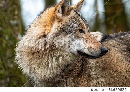 Close up of an adult wolve roaming in the forest 88670625