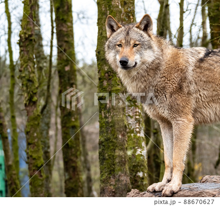 Close up of an adult wolve roaming in the forest Close up of an adult wolve roaming in the forest 88670627