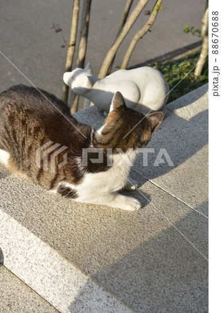 猫とネコ。そろそろ日も暮れる。おなか空いたよねぇ。猫イメージ素材 猫とネコ。そろそろ日も暮れる。おなか空いたよねぇ。猫イメージ素材 88670688