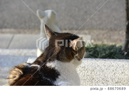 猫とネコ。そろそろ日も暮れる。おなか空いたよねぇ。猫イメージ素材 猫とネコ。そろそろ日も暮れる。おなか空いたよねぇ。猫イメージ素材 88670689