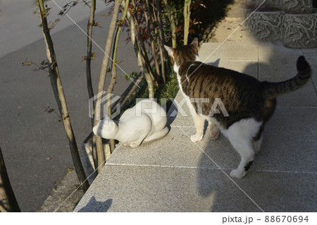 猫とネコ。そろそろ日も暮れる。おなか空いたよねぇ。猫イメージ素材 猫とネコ。そろそろ日も暮れる。おなか空いたよねぇ。猫イメージ素材 88670694