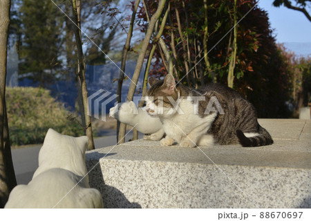 猫とネコ。そろそろ日も暮れる。おなか空いたよねぇ。猫イメージ素材 猫とネコ。そろそろ日も暮れる。おなか空いたよねぇ。猫イメージ素材 88670697