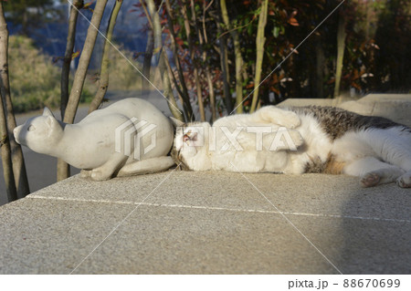 猫とネコ。う~ん。寝て待つか。そろそろ日も暮れる。おなか空いたよねぇ。猫イメージ素材 猫とネコ。う~ん。寝て待つか。そろそろ日も暮れる。おなか空いたよねぇ。猫イメージ素材 88670699