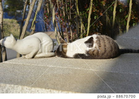猫とネコ。待ちくたびれたよぉ。そろそろ日も暮れる。おなか空いたよねぇ。猫イメージ素材 88670700