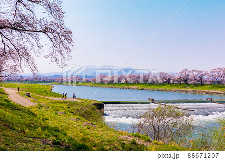 韮神堰と一目千本桜2 88671207