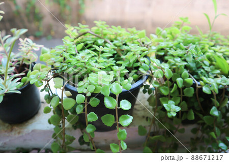 Miniature Peperomia or Pilea depressa , Urticaceae Miniature Peperomia or Pilea depressa , Urticaceae 88671217