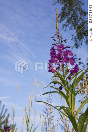 Blooming Willow herb, Ivan tea on blue sky. Willow-herb meadow. willow-herb tea, Blooming Willow herb, Ivan tea on blue sky. Willow-herb meadow. willow-herb tea, 88671345
