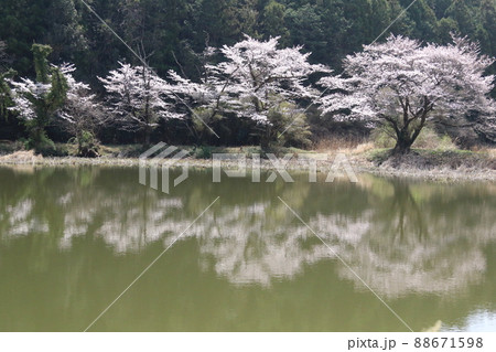 2021日本で一番幸せな町に選ばれた埼玉県鳩山町の東山沼が水鏡になった時に映し出される逆さ桜 88671598