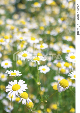 Beautiful blooming medical roman Chamomile flowers Field Beautiful blooming medical roman Chamomile flowers Field 88671892