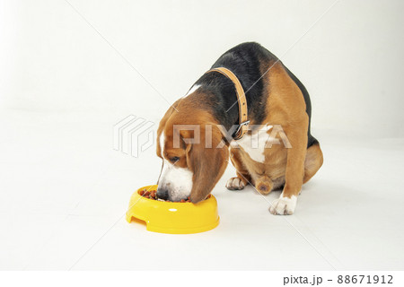 ご飯を食べるビーグル犬 88671912