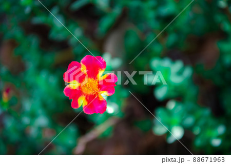 Flower red or scarlet color in garden 88671963