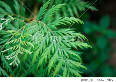 Greenery background of nature plant and leaf 88671965