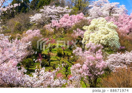 木蓮と桜 88671974