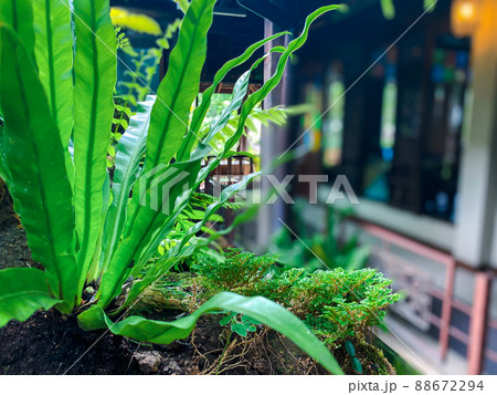 Greenery background of nature plant and leaf Greenery background of nature plant and leaf 88672294