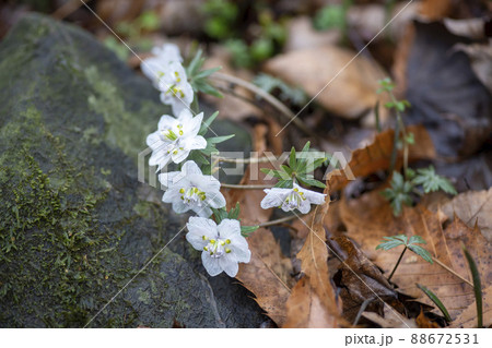 花 植物 野生の花 88672531