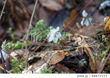 花 植物 野生の花 88672555