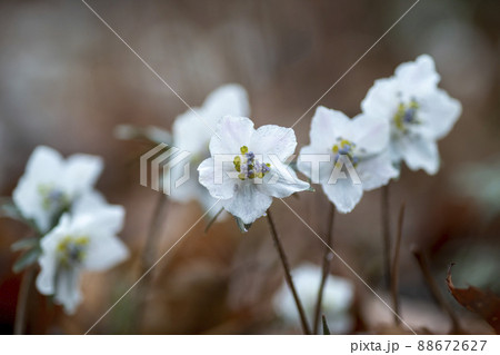 花 植物 水滴 88672627