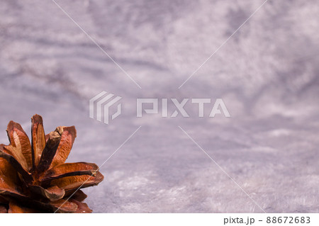 Brown spruce cone on a gray background Brown spruce cone on a gray background 88672683
