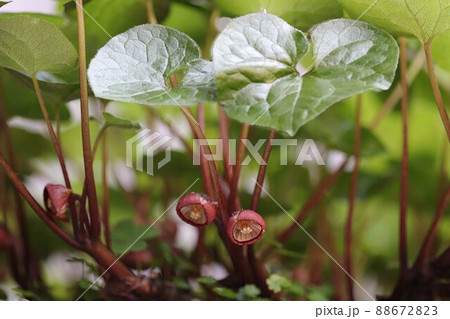 フタバアオイ 88672823