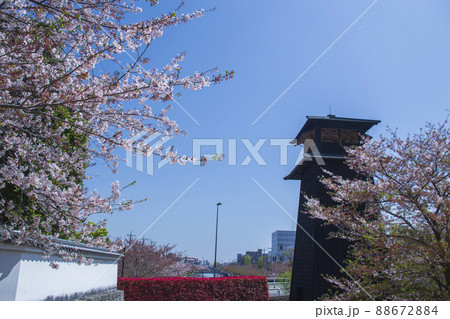 桜が咲く新川西水門広場 桜が咲く新川西水門広場 88672884