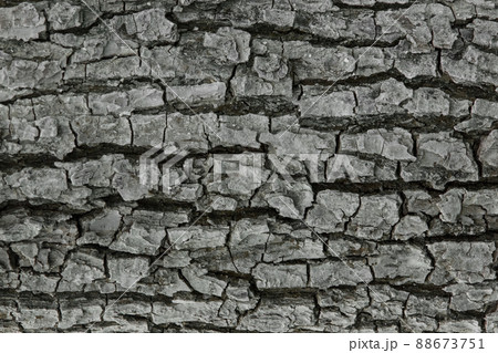 Tree bark abstract natural embossed wood texture nature skin pattern background 88673751