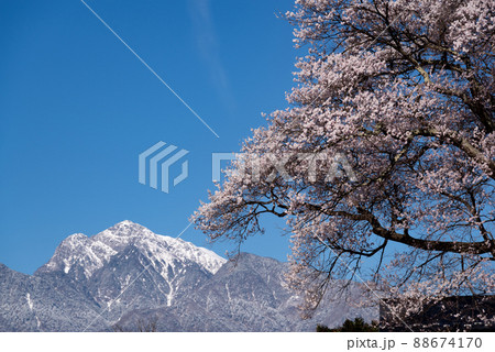 無名の桜と甲斐駒ヶ岳 山梨県 無名の桜と甲斐駒ヶ岳 山梨県 88674170