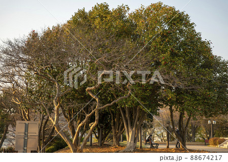 木 風景 麗水港 88674217