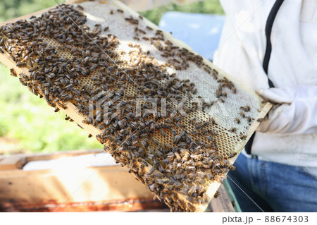 Beekeeper holds frame with honey and bees Beekeeper holds frame with honey and bees 88674303