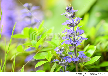 庭に咲く花　セイヨウジュウニヒトエ 88674453