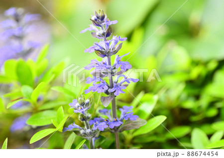 庭に咲く花 セイヨウジュウニヒトエ 庭に咲く花 セイヨウジュウニヒトエ 88674454