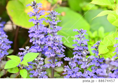 庭に咲く花 セイヨウジュウニヒトエ 庭に咲く花 セイヨウジュウニヒトエ 88674457