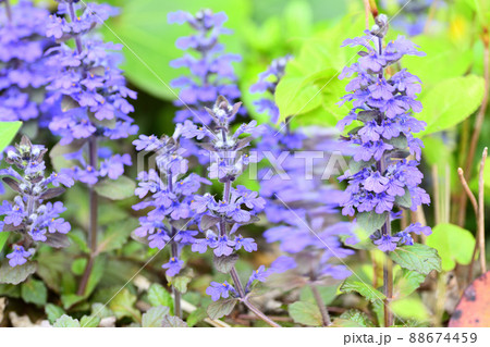 庭に咲く花 セイヨウジュウニヒトエ 庭に咲く花 セイヨウジュウニヒトエ 88674459