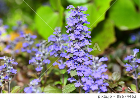 庭に咲く花　セイヨウジュウニヒトエ 88674462