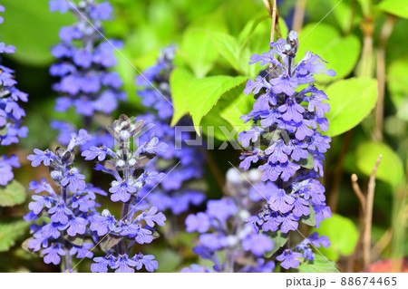 庭に咲く花　セイヨウジュウニヒトエ 88674465