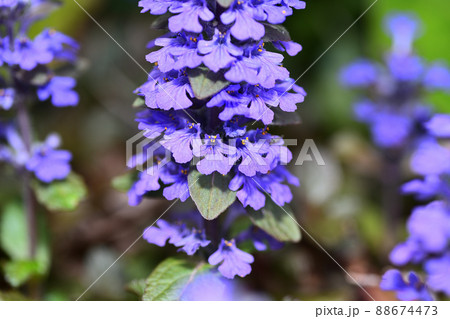 庭に咲く花　セイヨウジュウニヒトエ 88674473